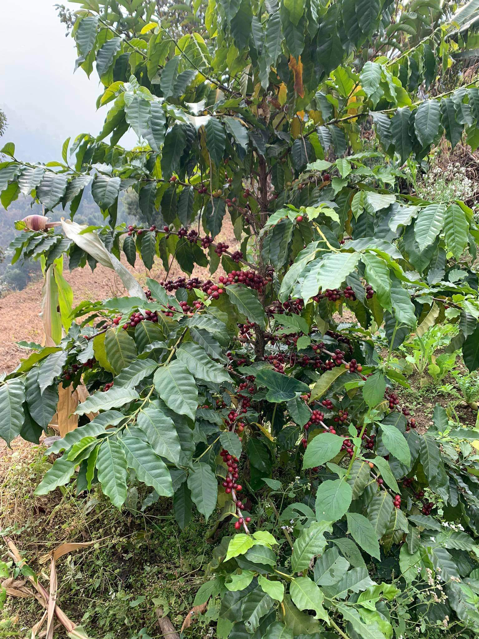 Rasuwa Khalchet Coffee