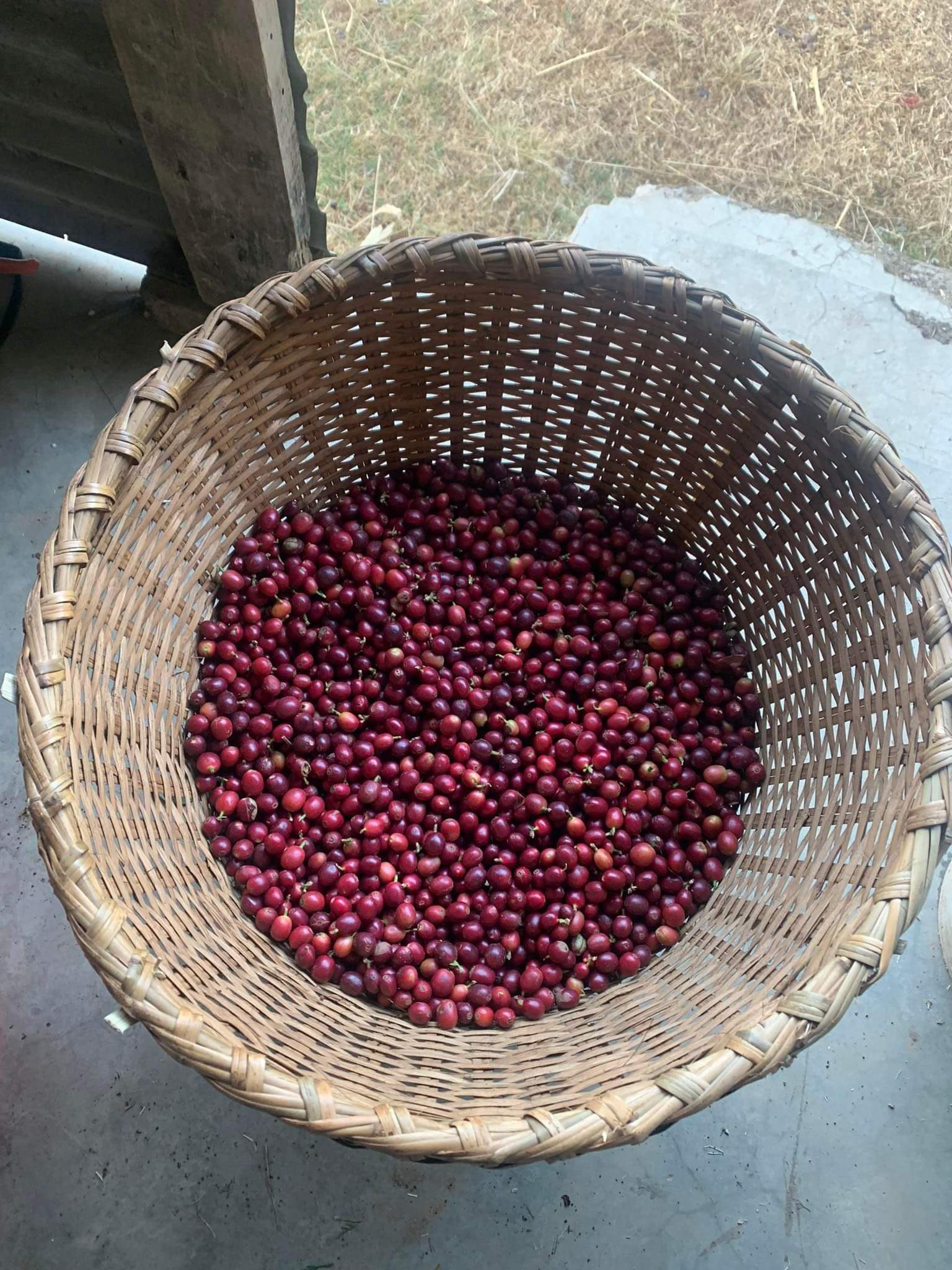 Rasuwa Khalchet Coffee