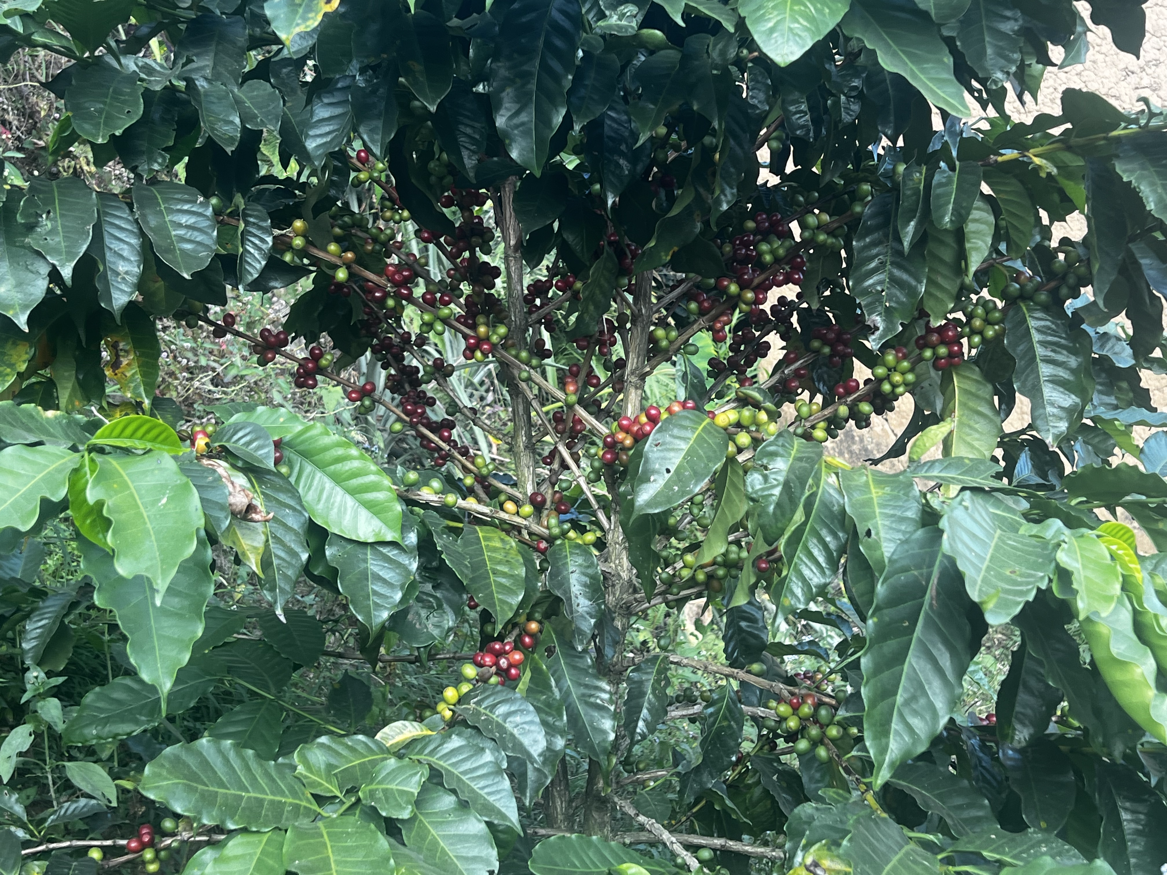 Rasuwa Khalchet Coffee