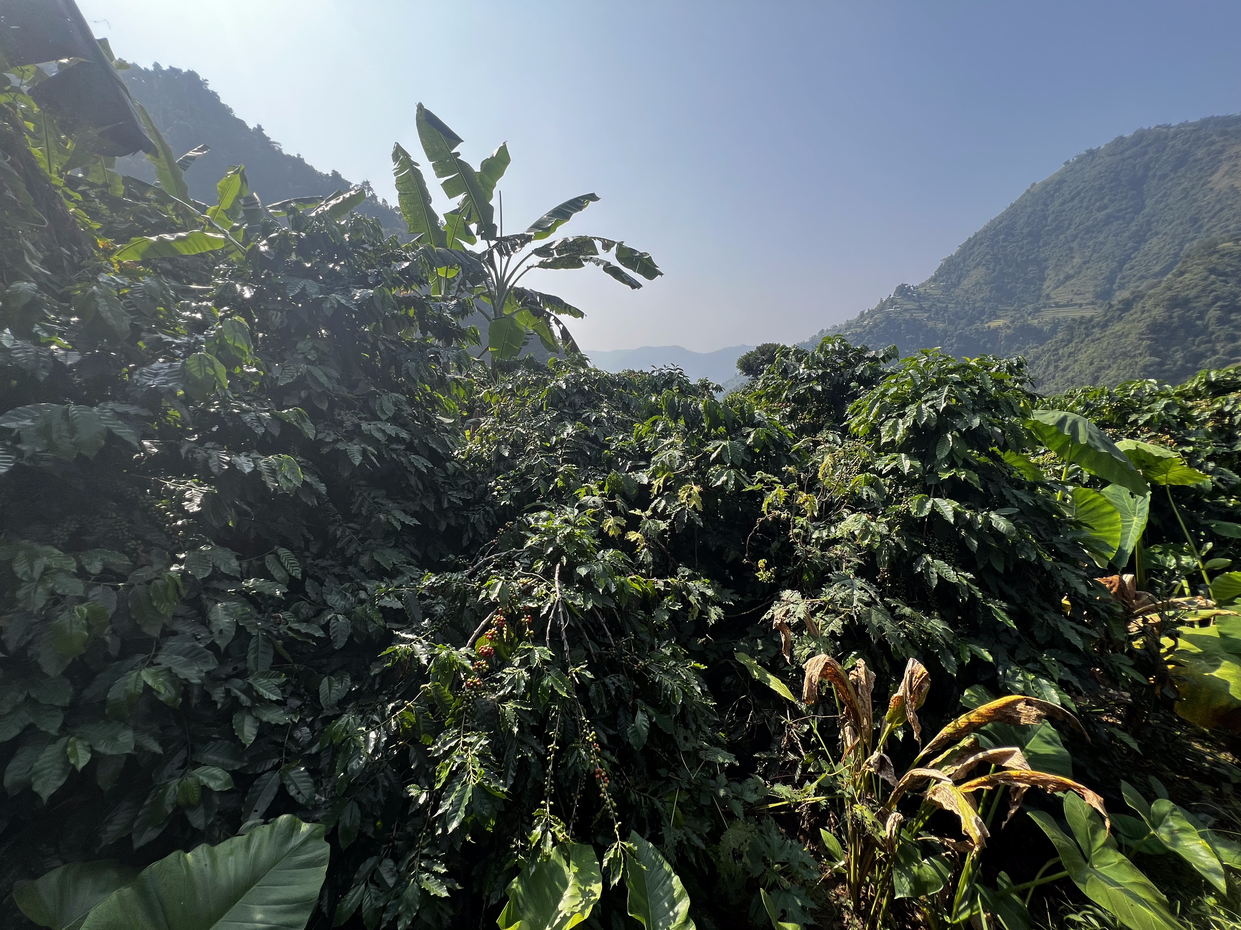 Rasuwa Khalchet Coffee