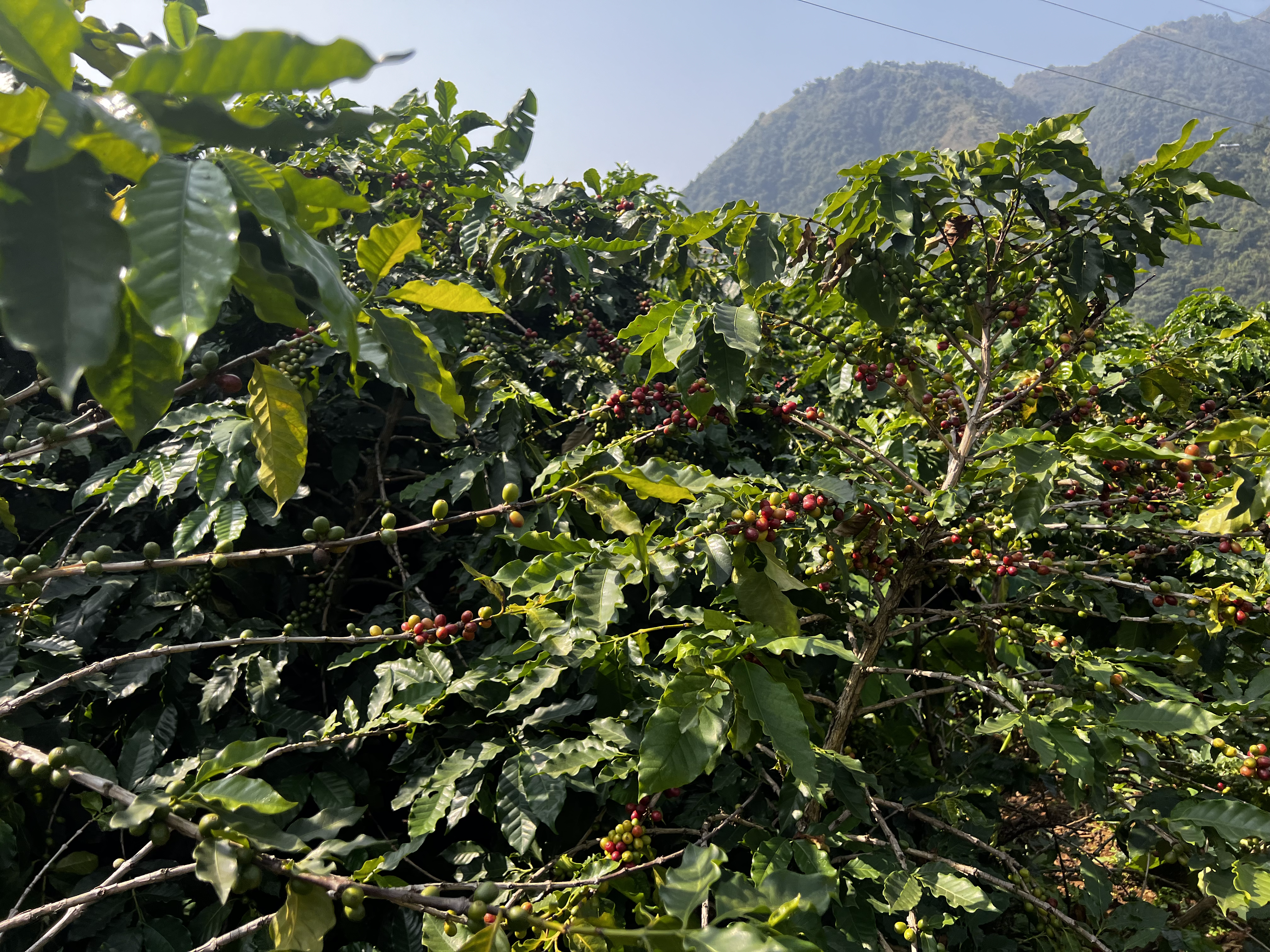 Rasuwa Khalchet Coffee