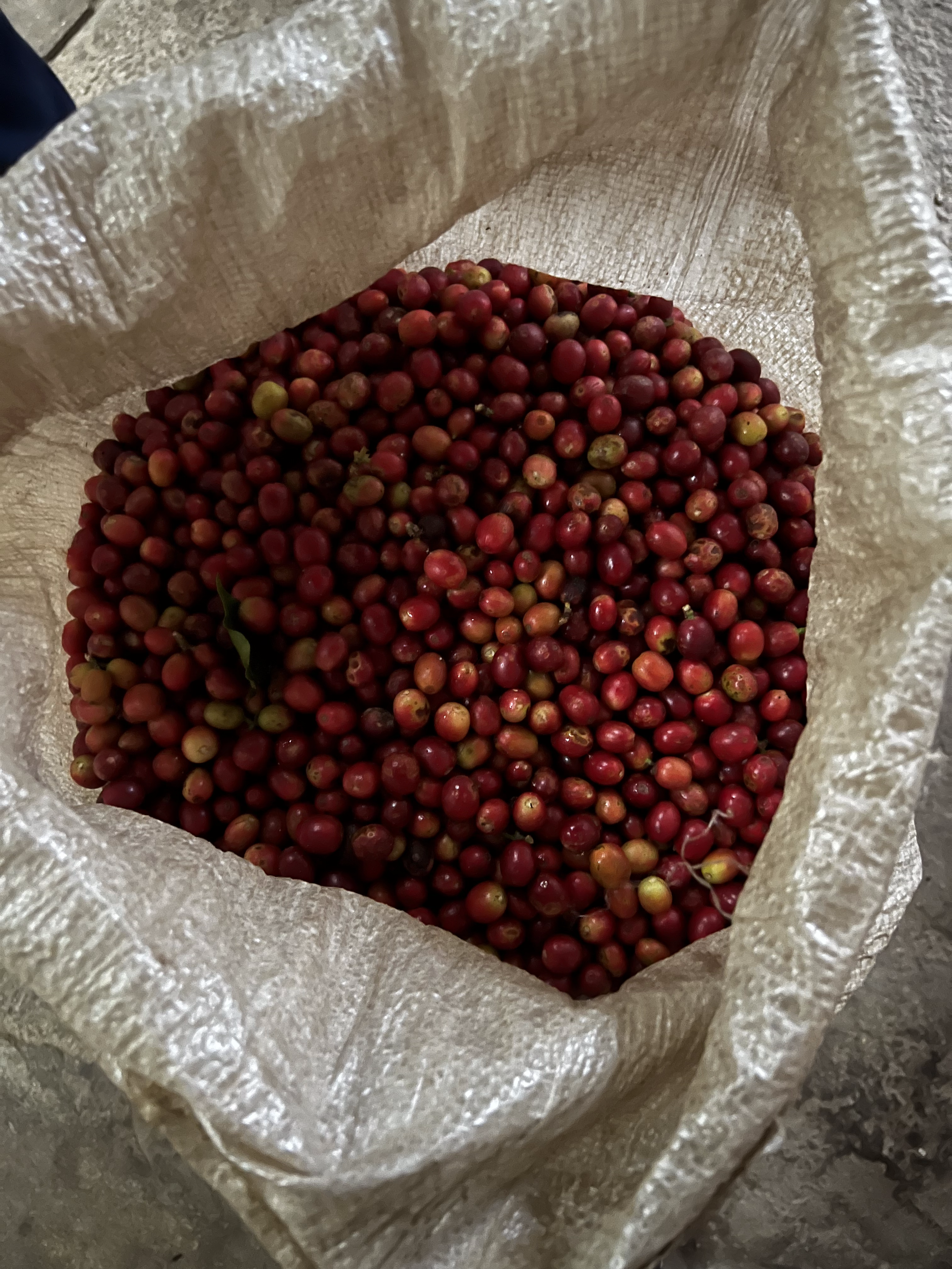 Rasuwa Khalchet Coffee