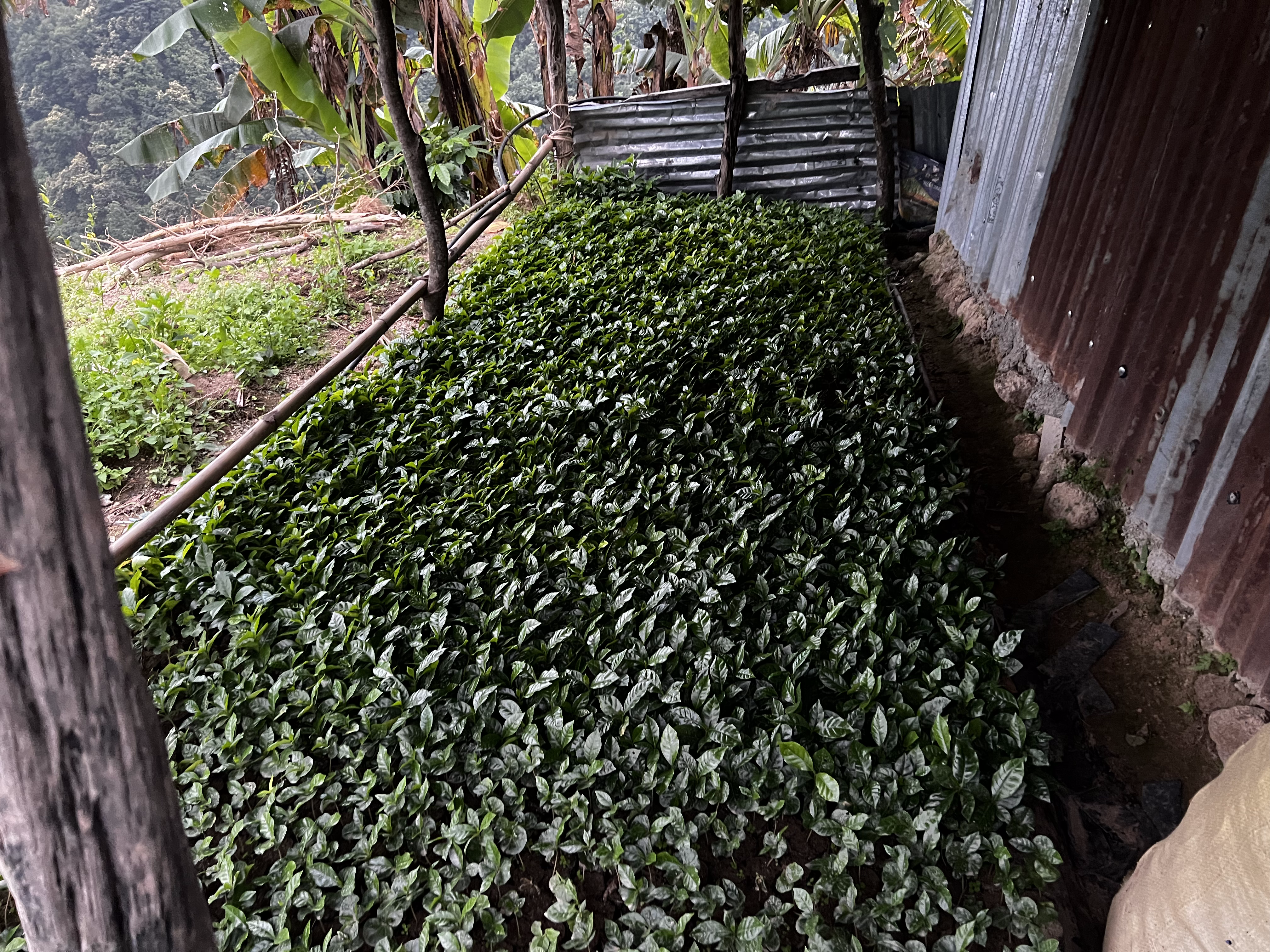 Rasuwa Khalchet Coffee