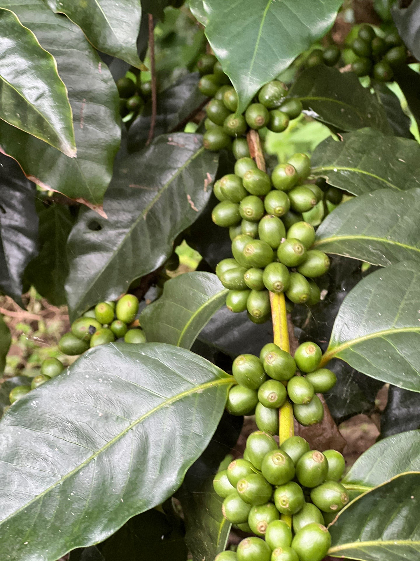 Rasuwa Khalchet Coffee