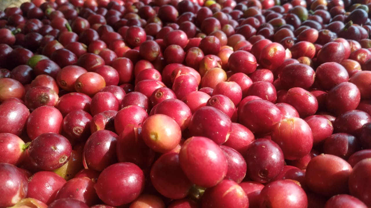 Rasuwa Khalchet Coffee