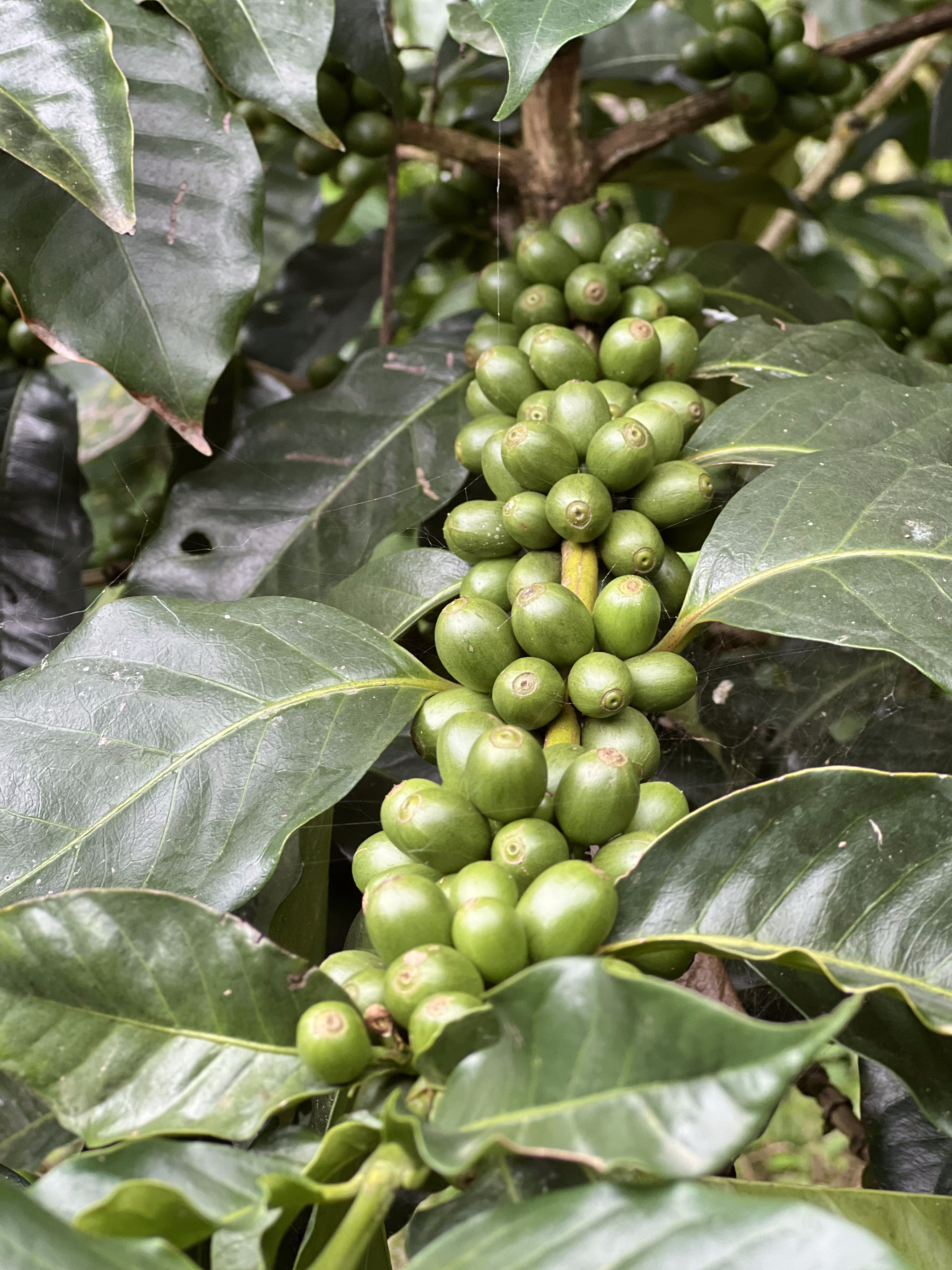 Rasuwa Khalchet Coffee