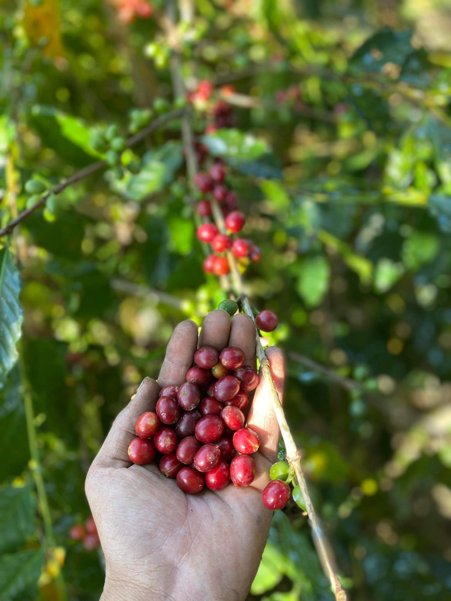 Rasuwa Khalchet Coffee