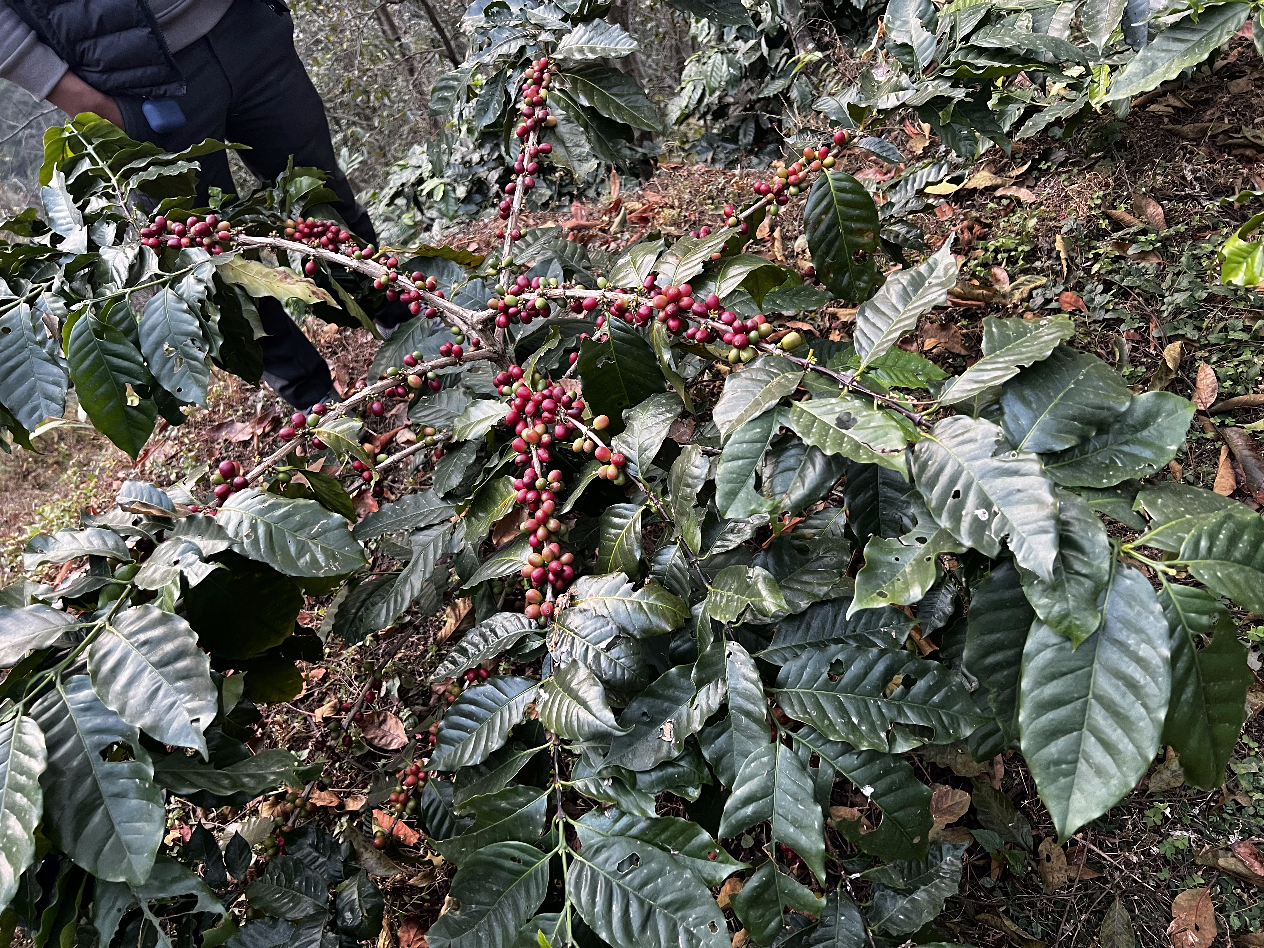 Rasuwa Khalchet Coffee