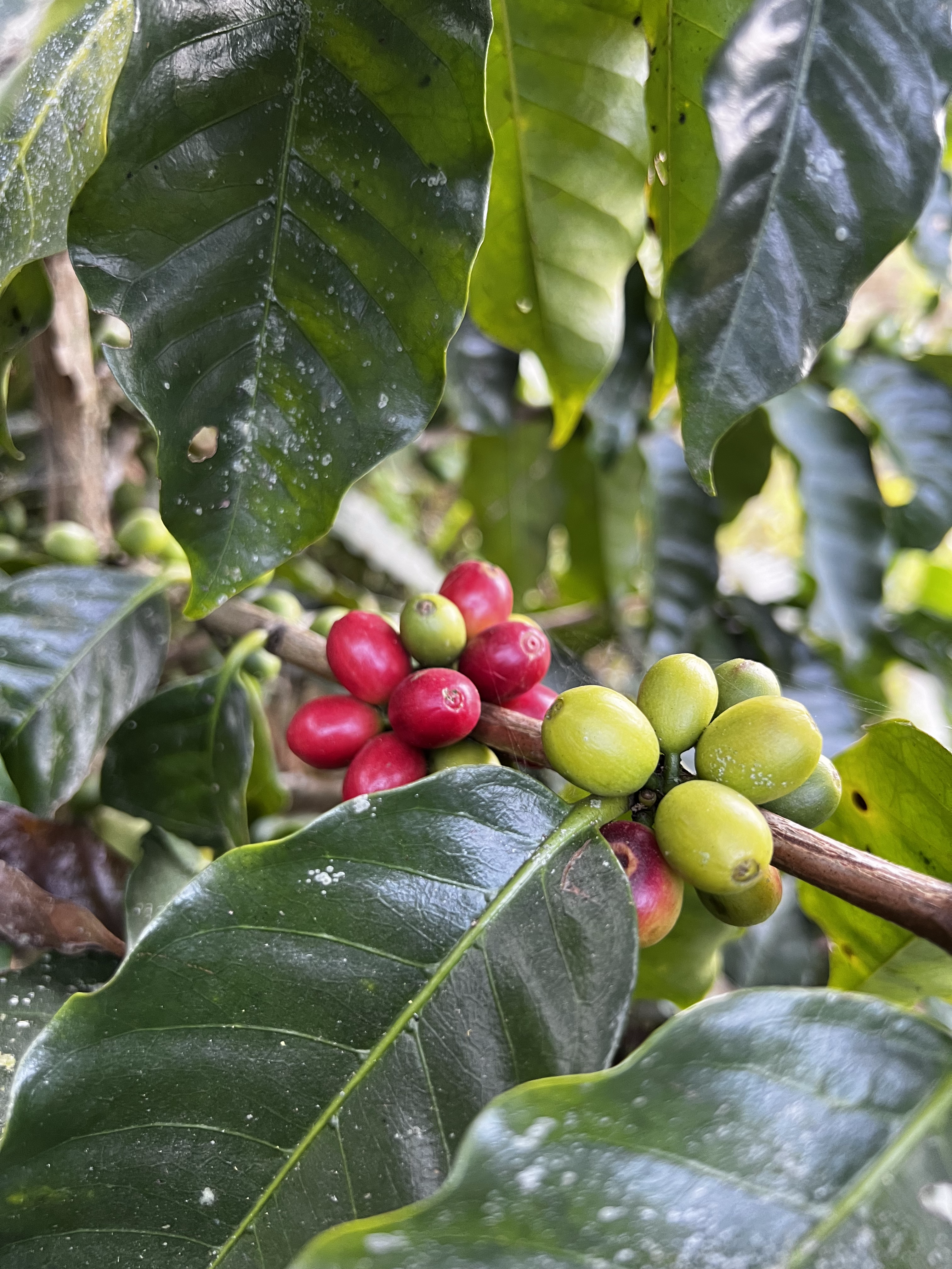 Rasuwa Khalchet Coffee